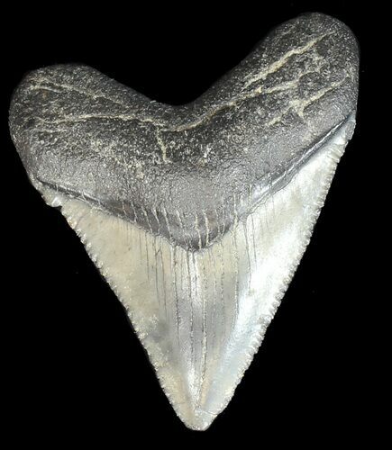 Serrated, Juvenile Megalodon Tooth - Georgia #43048